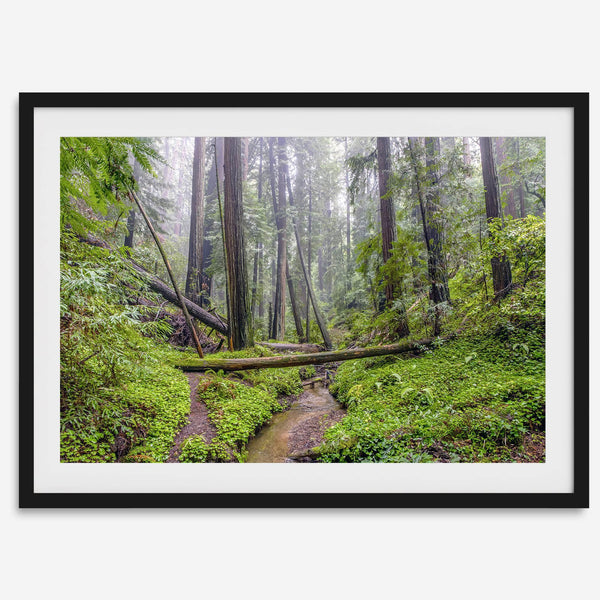 Lush green forest scene with tall redwoods and a small stream in Portola Redwoods State Park – fine art nature print