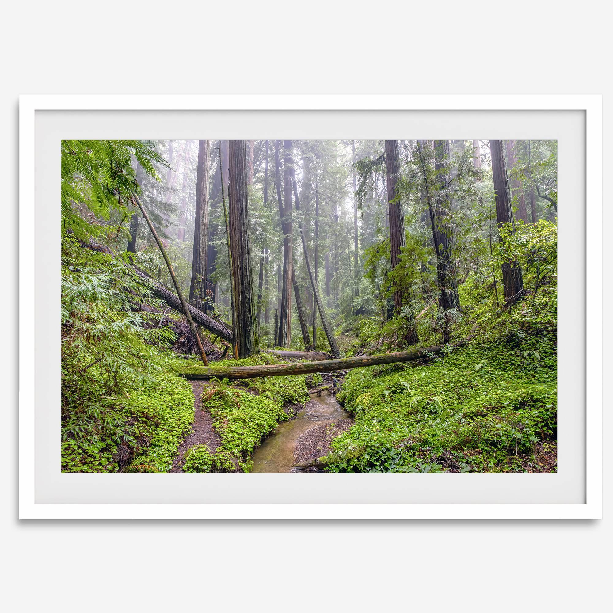 Lush green forest scene with tall redwoods and a small stream in Portola Redwoods State Park – fine art nature print