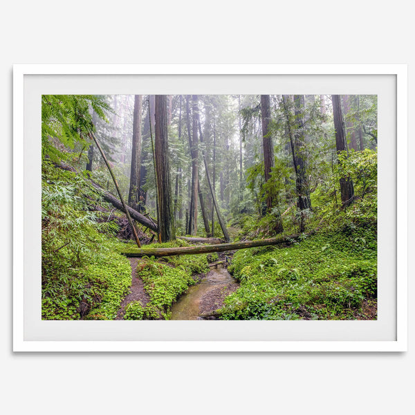 Lush green forest scene with tall redwoods and a small stream in Portola Redwoods State Park – fine art nature print