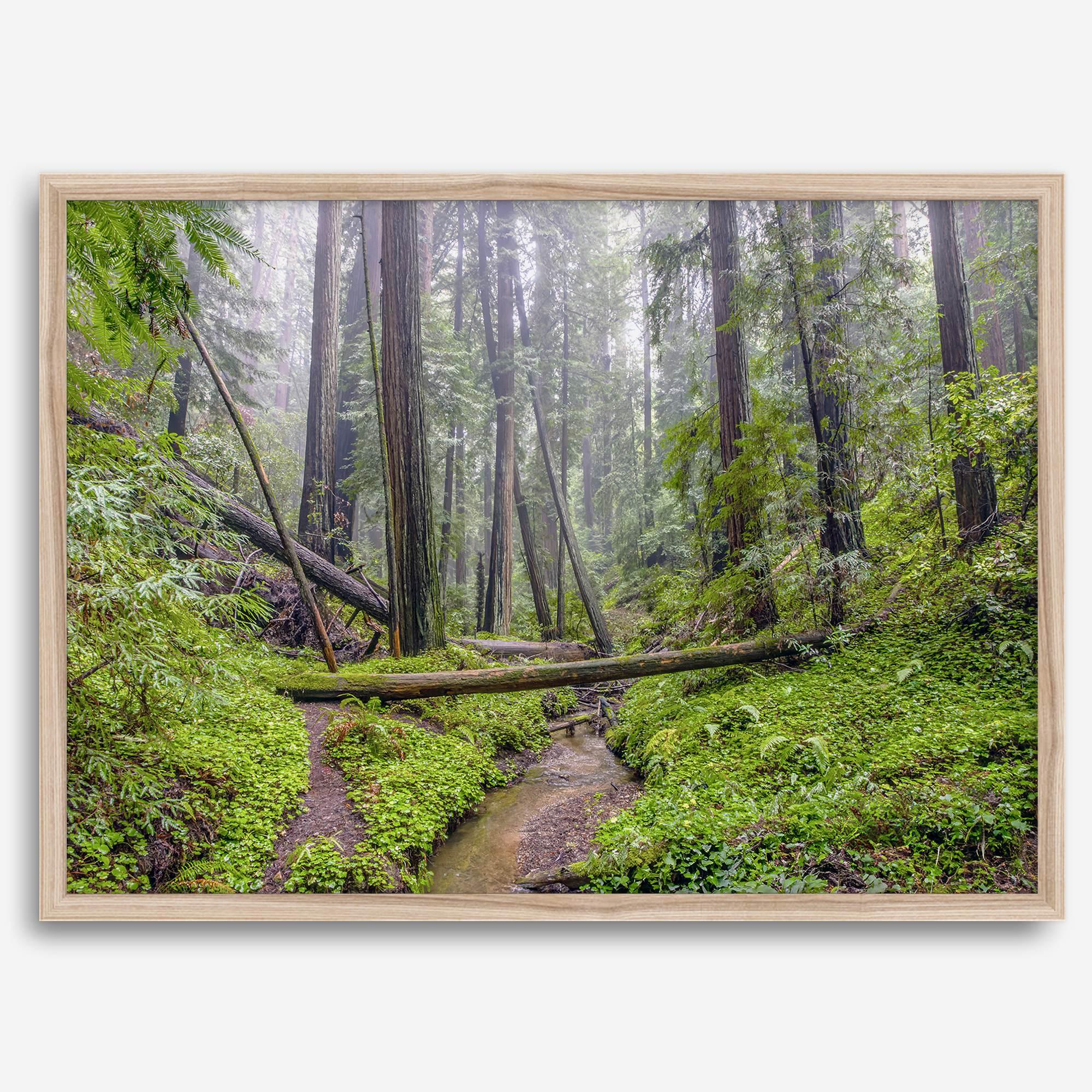 Redwoods Sanctuary