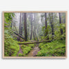 Redwoods Sanctuary