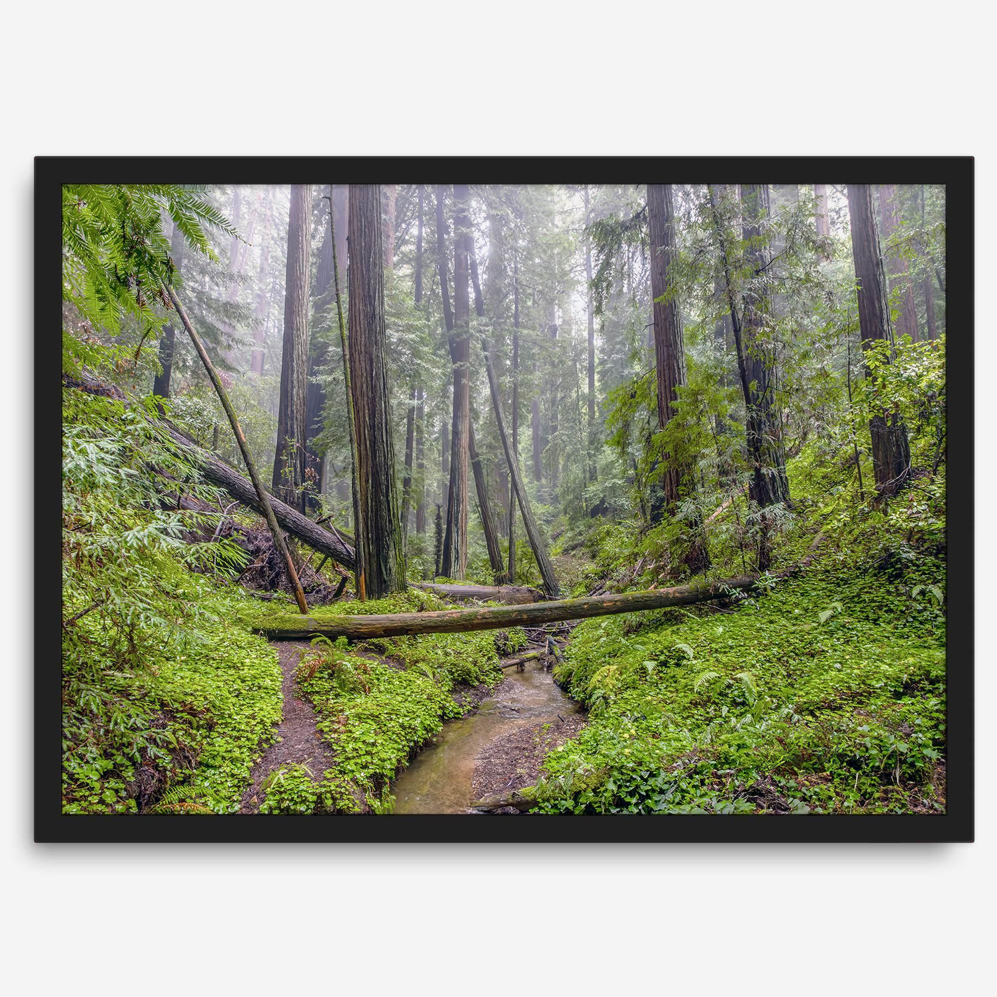 Redwoods Sanctuary