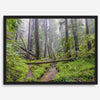 Redwoods Sanctuary