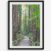 Redwood trees wall art featuring a tranquil forest path through tall redwoods with lush greenery.