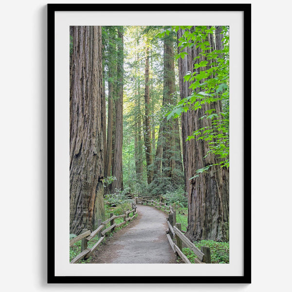 Redwood trees wall art featuring a tranquil forest path through tall redwoods with lush greenery.