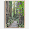 Redwood trees wall art featuring a tranquil forest path through tall redwoods with lush greenery.