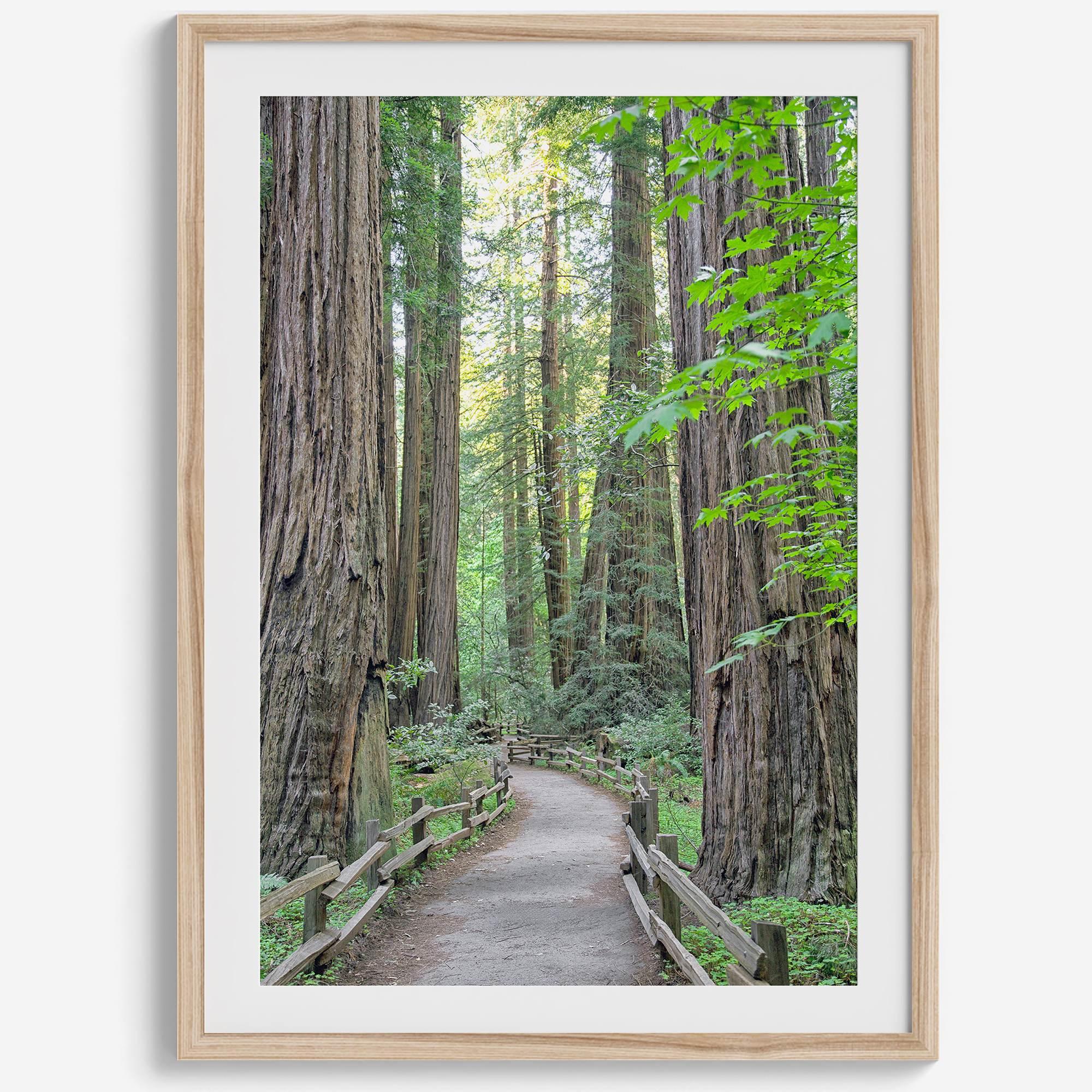 Redwood trees wall art featuring a tranquil forest path through tall redwoods with lush greenery.