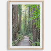 Redwood trees wall art featuring a tranquil forest path through tall redwoods with lush greenery.