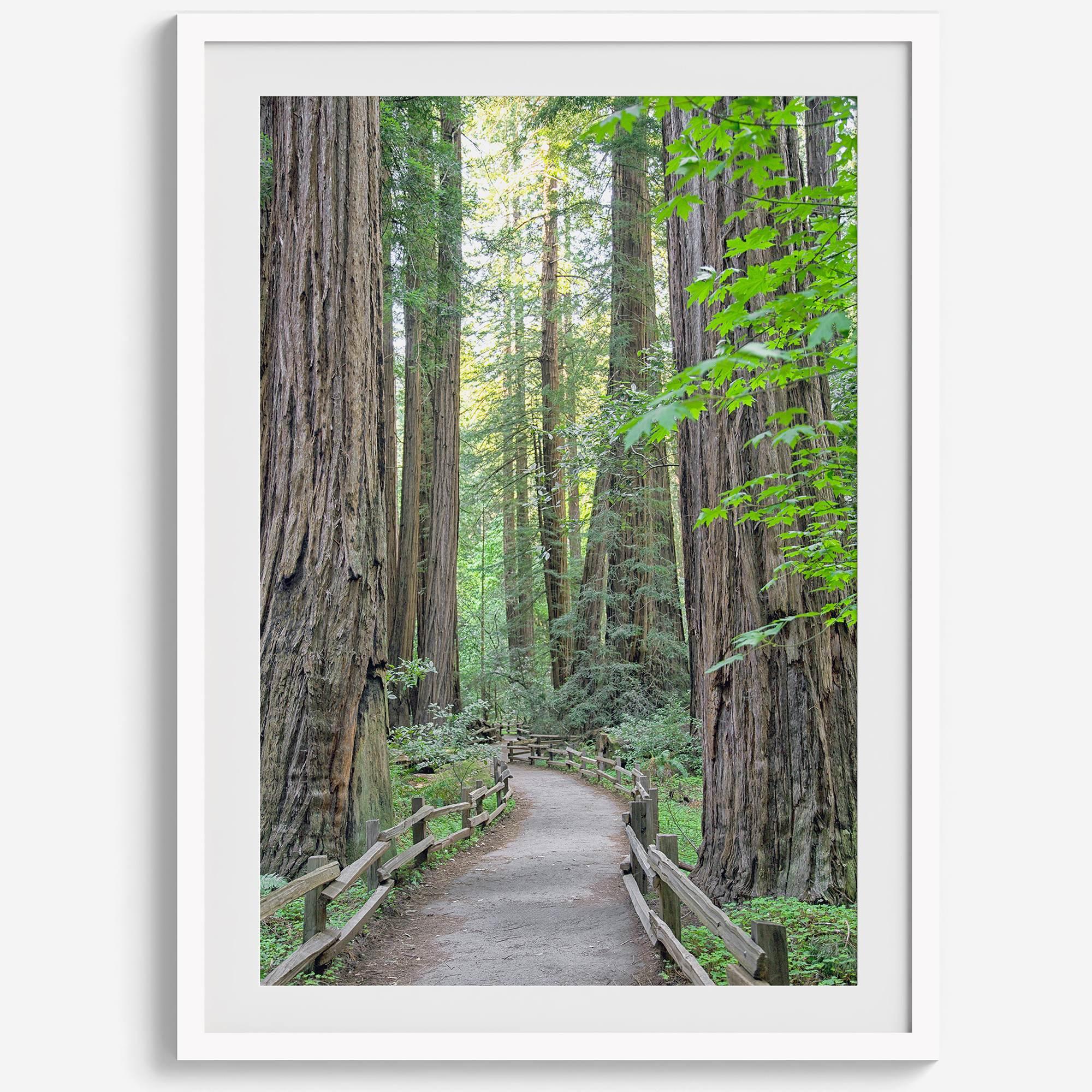 Redwood trees wall art featuring a tranquil forest path through tall redwoods with lush greenery.