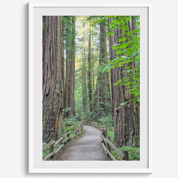 Redwood trees wall art featuring a tranquil forest path through tall redwoods with lush greenery.