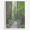 Redwood trees wall art featuring a tranquil forest path through tall redwoods with lush greenery.