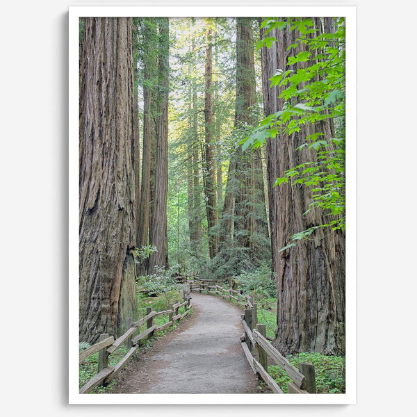 Redwood trees wall art featuring a tranquil forest path through tall redwoods with lush greenery.