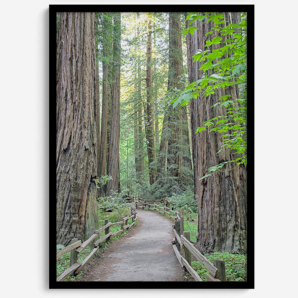 Redwood trees wall art featuring a tranquil forest path through tall redwoods with lush greenery.