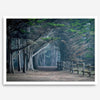 Cypress tree forest path in Seal Cove, California with misty light and rustic wooden fence