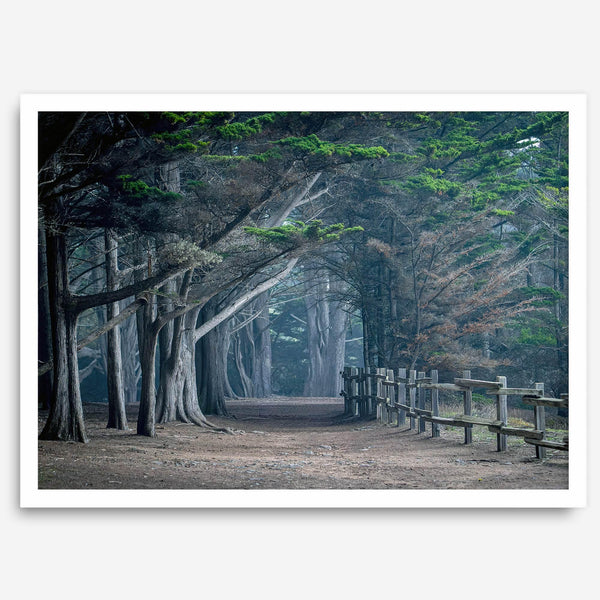 Cypress tree forest path in Seal Cove, California with misty light and rustic wooden fence