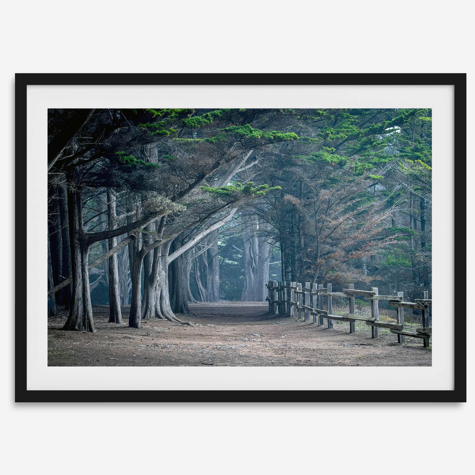 Cypress tree forest path in Seal Cove, California with misty light and rustic wooden fence