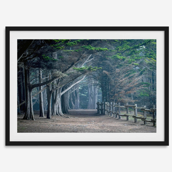 Cypress tree forest path in Seal Cove, California with misty light and rustic wooden fence