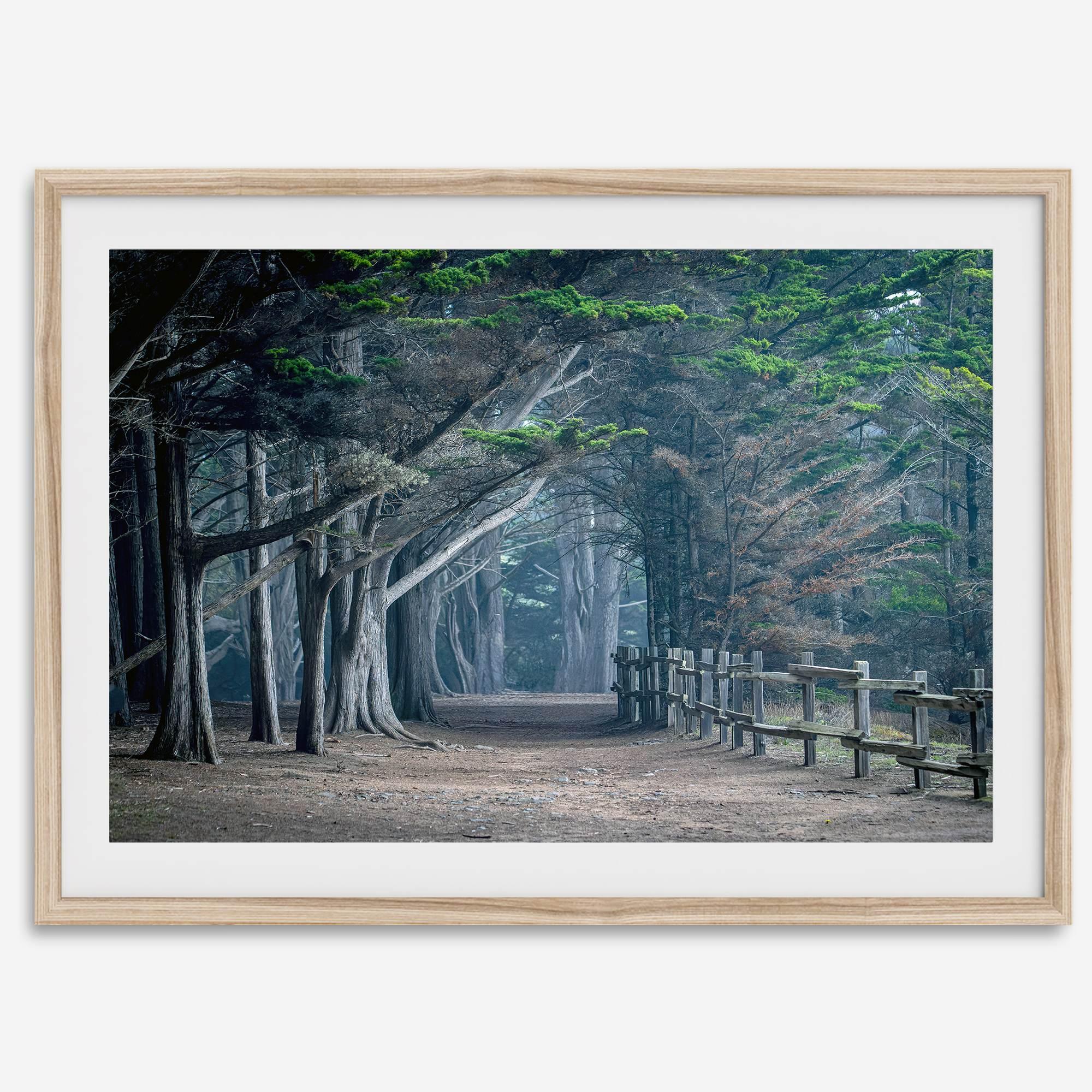 Cypress tree forest path in Seal Cove, California with misty light and rustic wooden fence