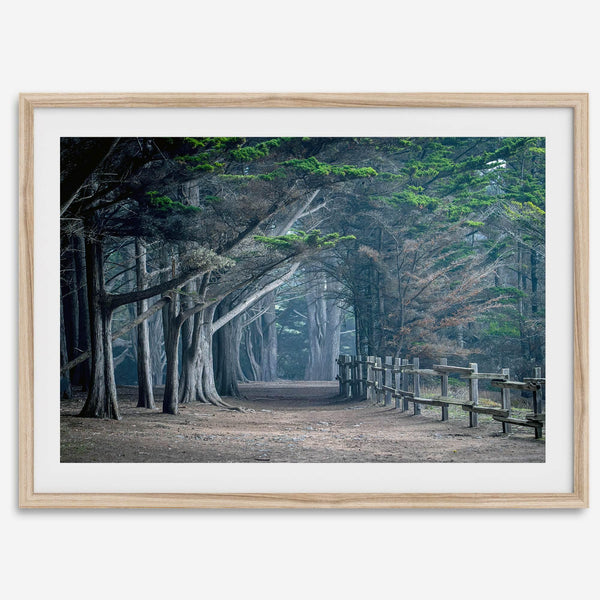 Cypress tree forest path in Seal Cove, California with misty light and rustic wooden fence