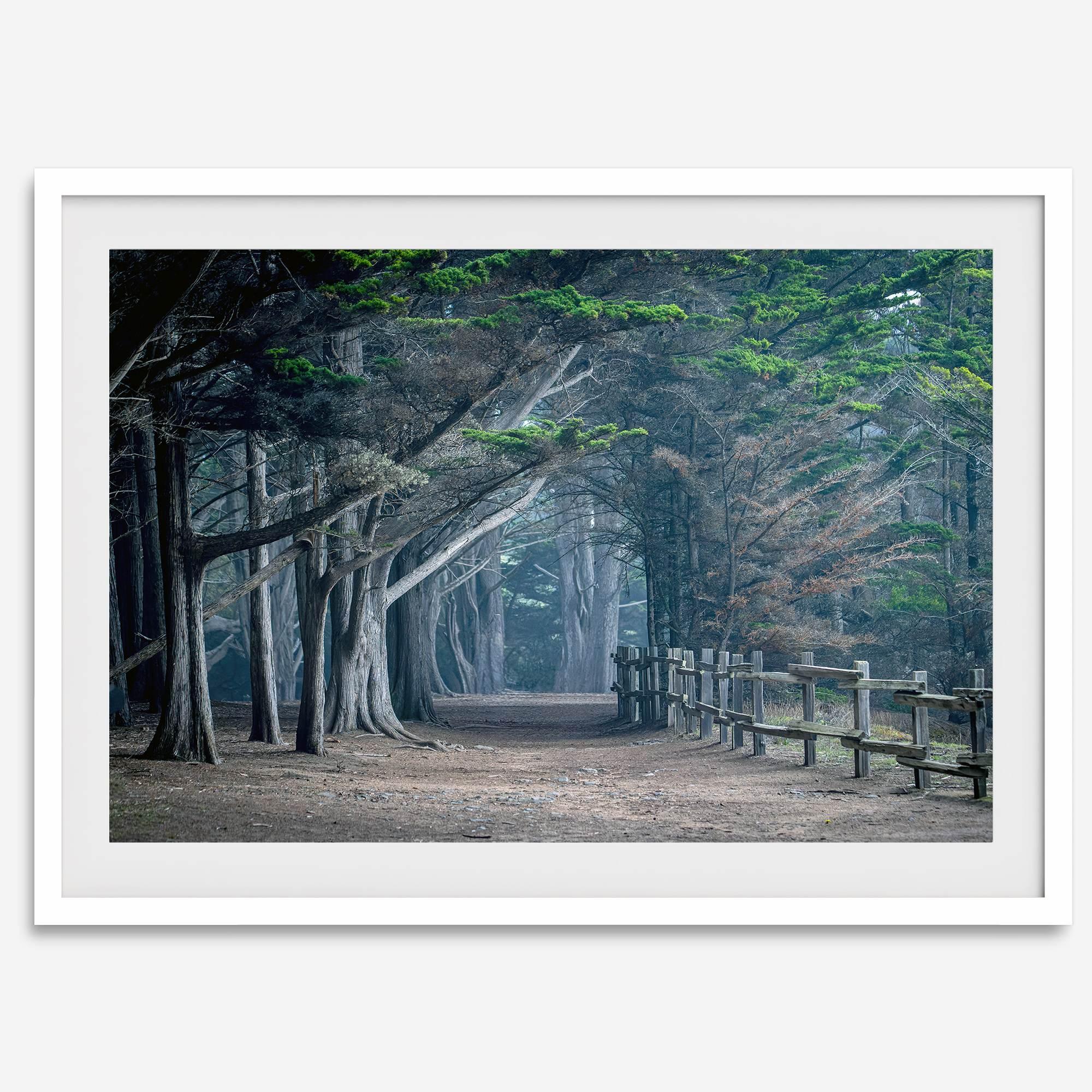 Cypress tree forest path in Seal Cove, California with misty light and rustic wooden fence