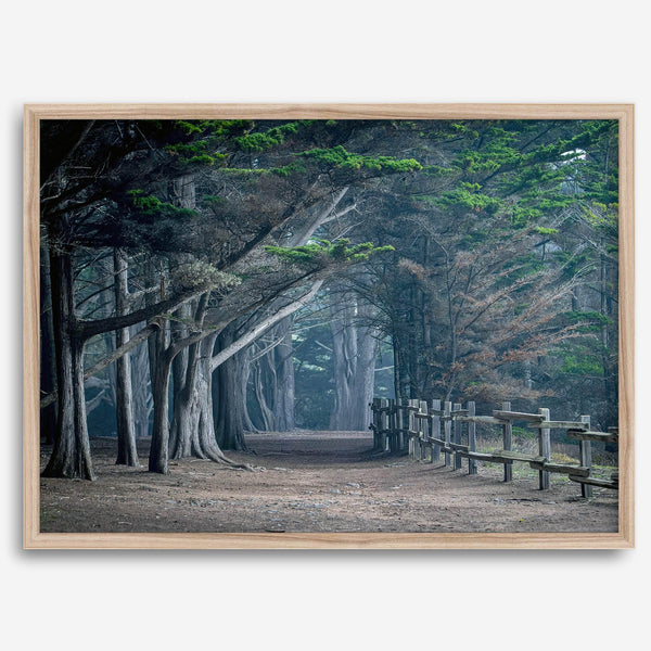 Cypress tree forest path in Seal Cove, California with misty light and rustic wooden fence