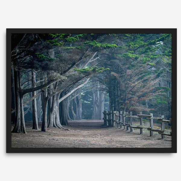 Cypress tree forest path in Seal Cove, California with misty light and rustic wooden fence