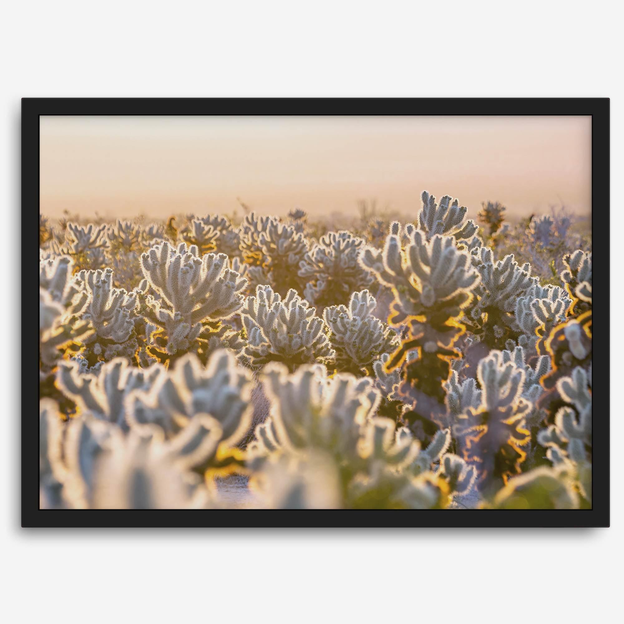 Sunset Cholla Cactus Garden fine art print from Joshua Tree National Park, featuring glowing cacti in golden light.