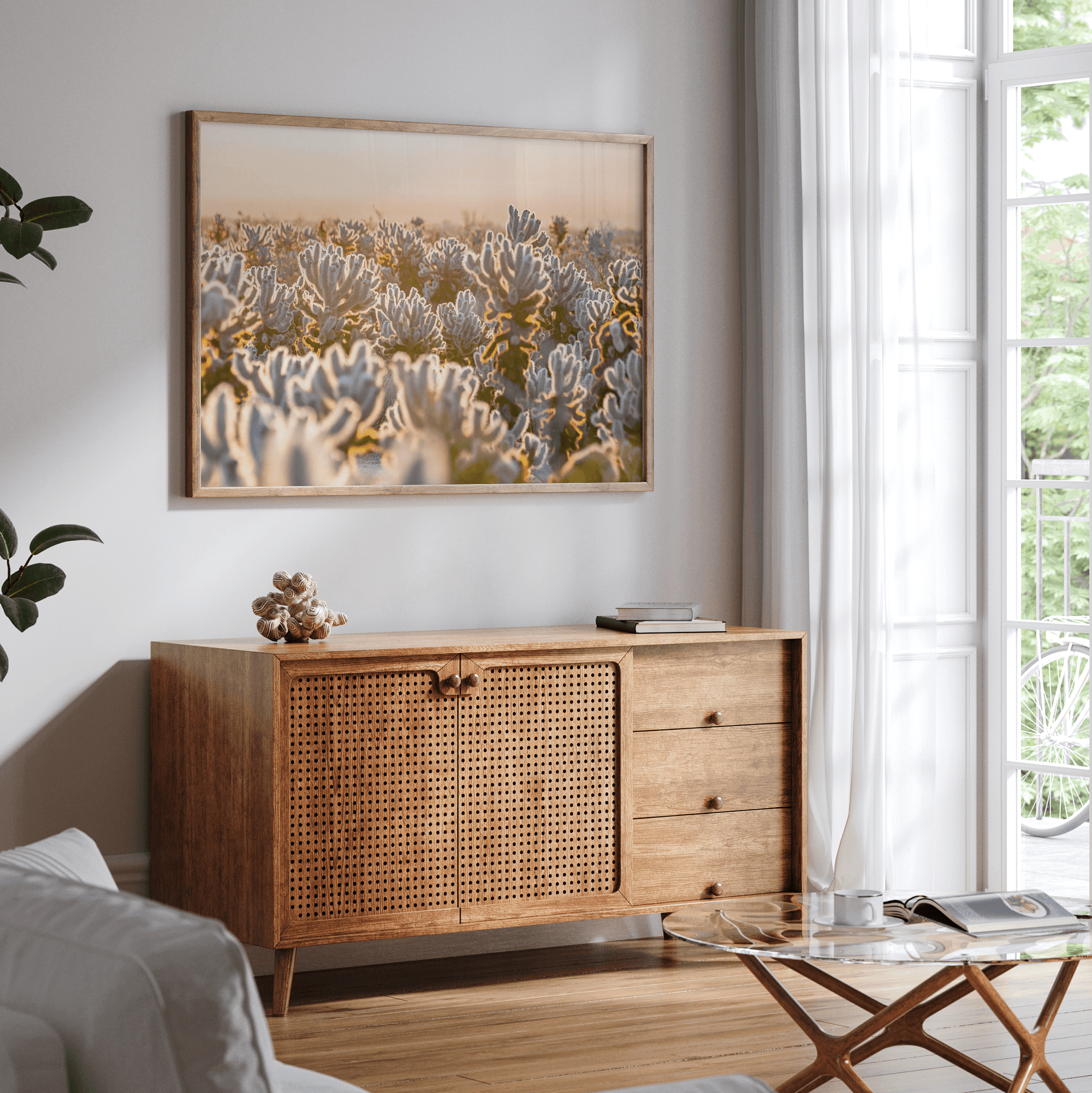 Sunset Cholla Cactus Garden fine art print from Joshua Tree National Park, featuring glowing cacti in golden light.