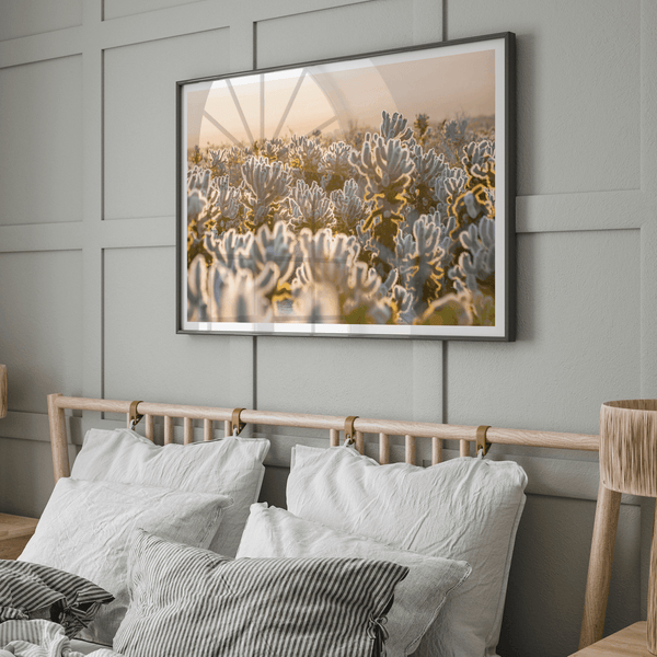 Sunset Cholla Cactus Garden fine art print from Joshua Tree National Park, featuring glowing cacti in golden light.