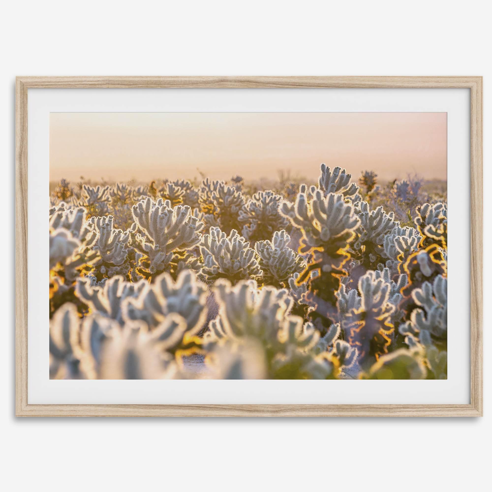 Sunset Cholla Cactus Garden fine art print from Joshua Tree National Park, featuring glowing cacti in golden light.