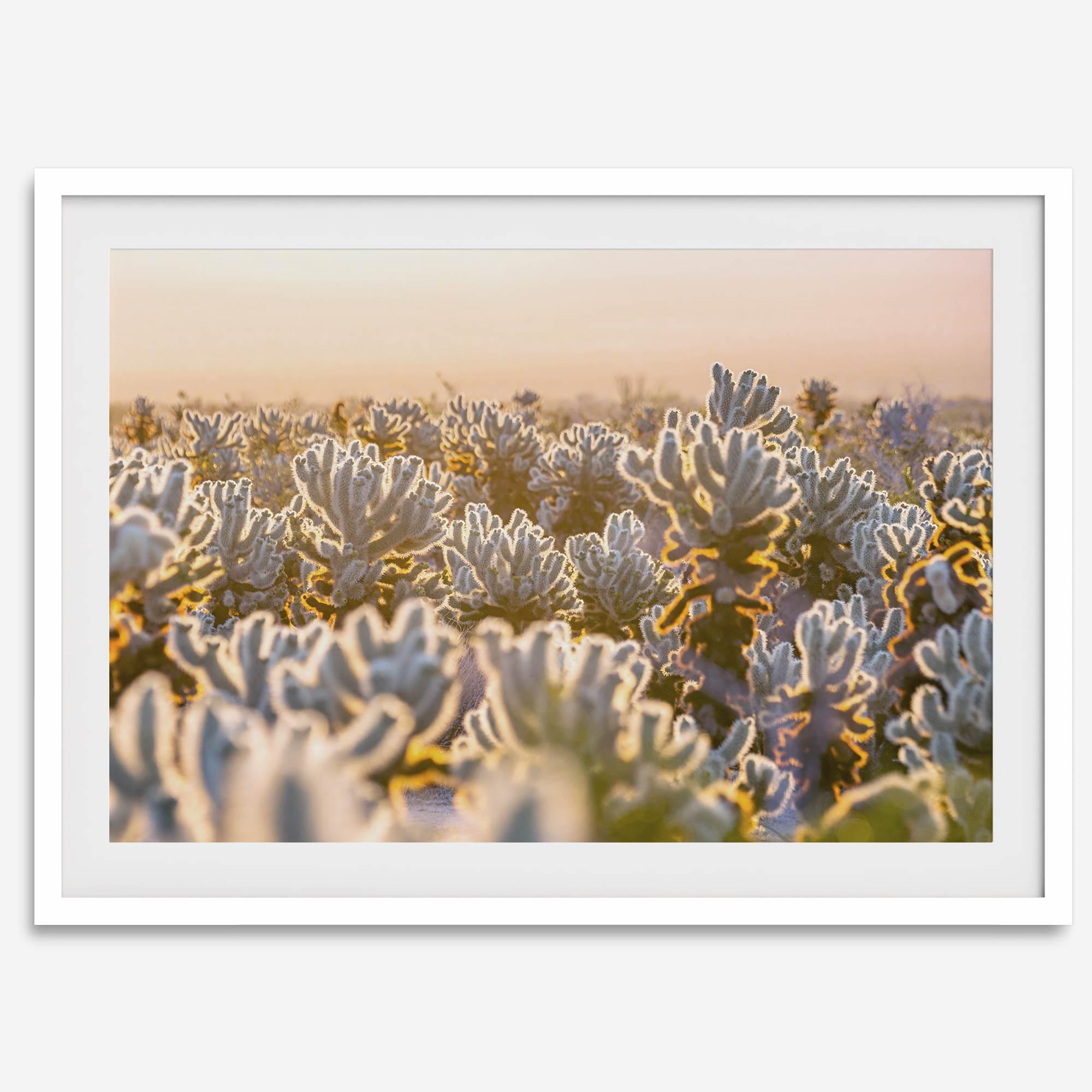 Sunset Cholla Cactus Garden fine art print from Joshua Tree National Park, featuring glowing cacti in golden light.
