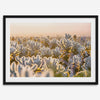Sunset Cholla Cactus Garden fine art print from Joshua Tree National Park, featuring glowing cacti in golden light.
