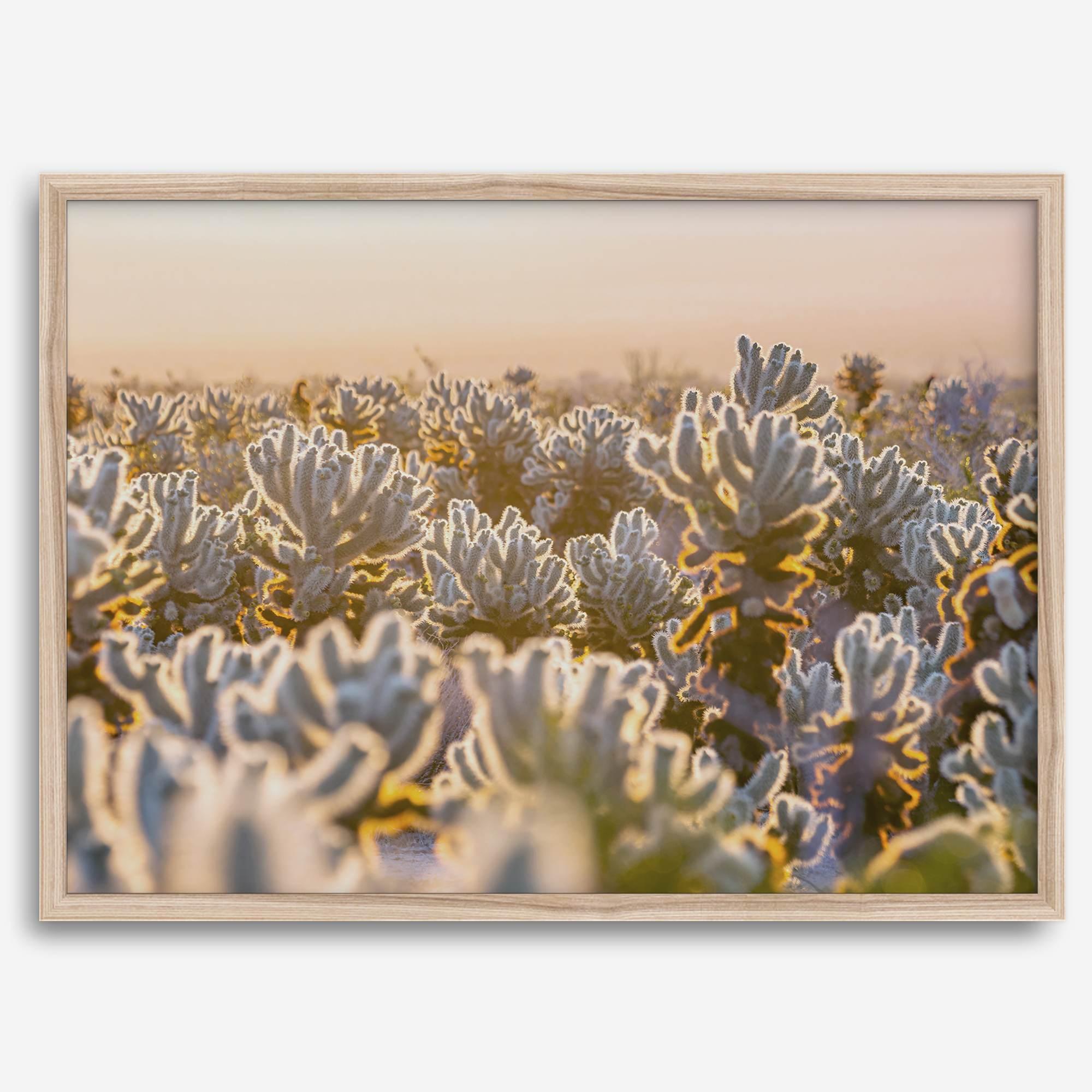 Sunset Cholla Cactus Garden fine art print from Joshua Tree National Park, featuring glowing cacti in golden light.