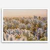 Sunset Cholla Cactus Garden fine art print from Joshua Tree National Park, featuring glowing cacti in golden light.