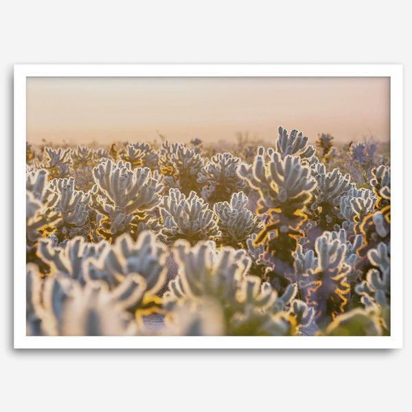 Sunset Cholla Cactus Garden fine art print from Joshua Tree National Park, featuring glowing cacti in golden light.
