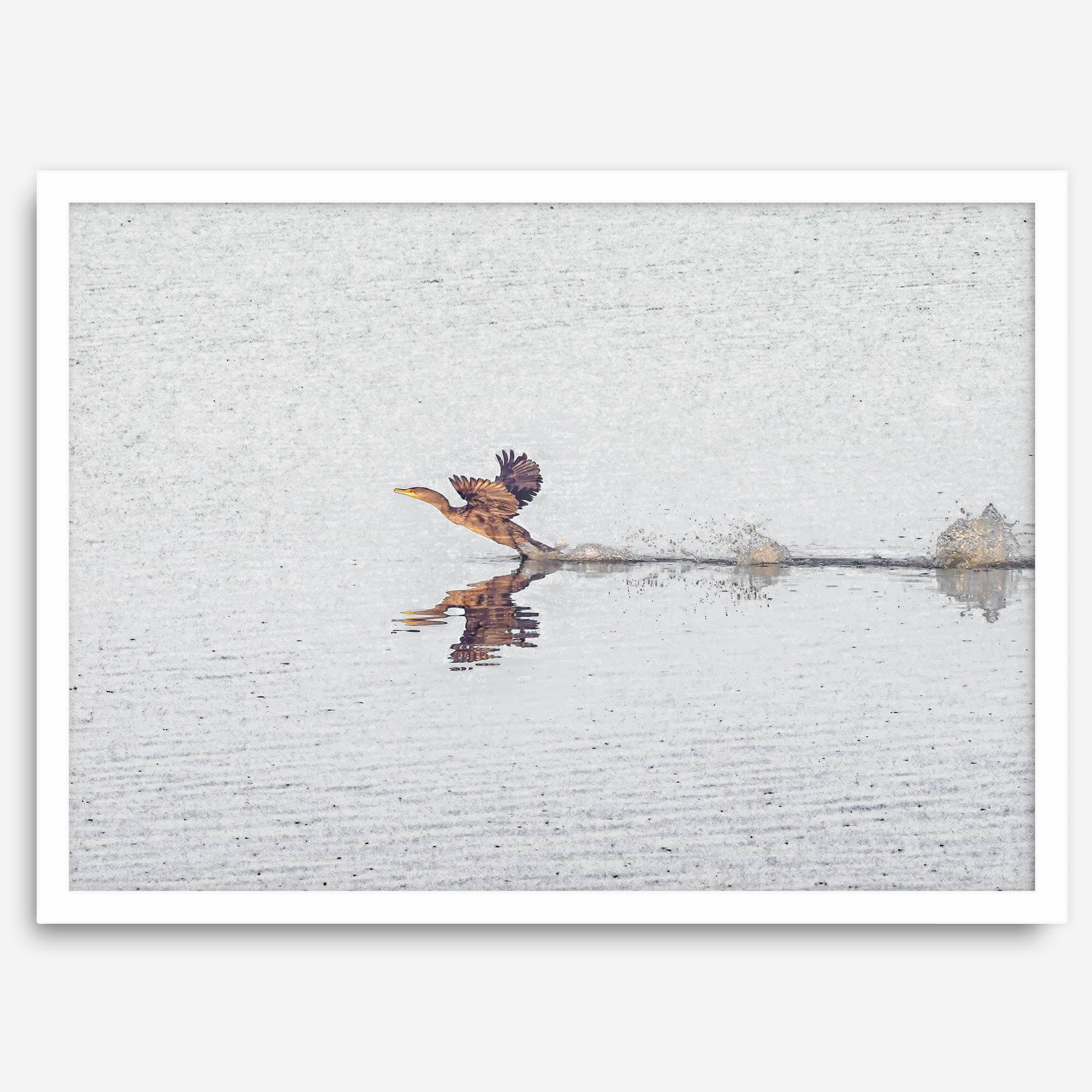 A fine art minimalist wildlife photography print showcasing a bird flying over a lake in Arizona.