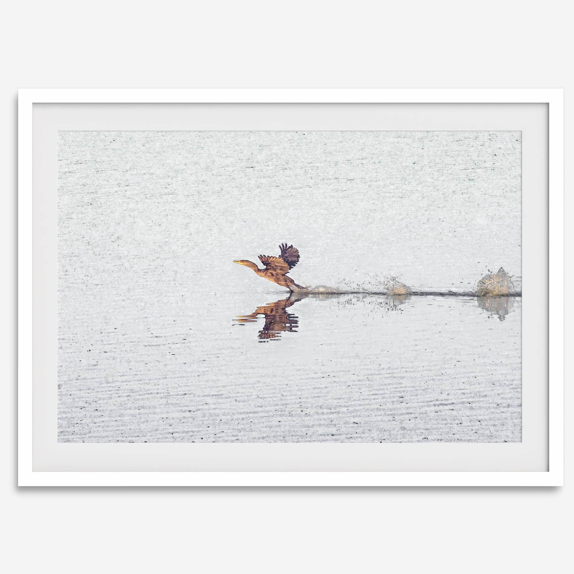 A fine art minimalist wildlife photography print showcasing a bird flying over a lake in Arizona.