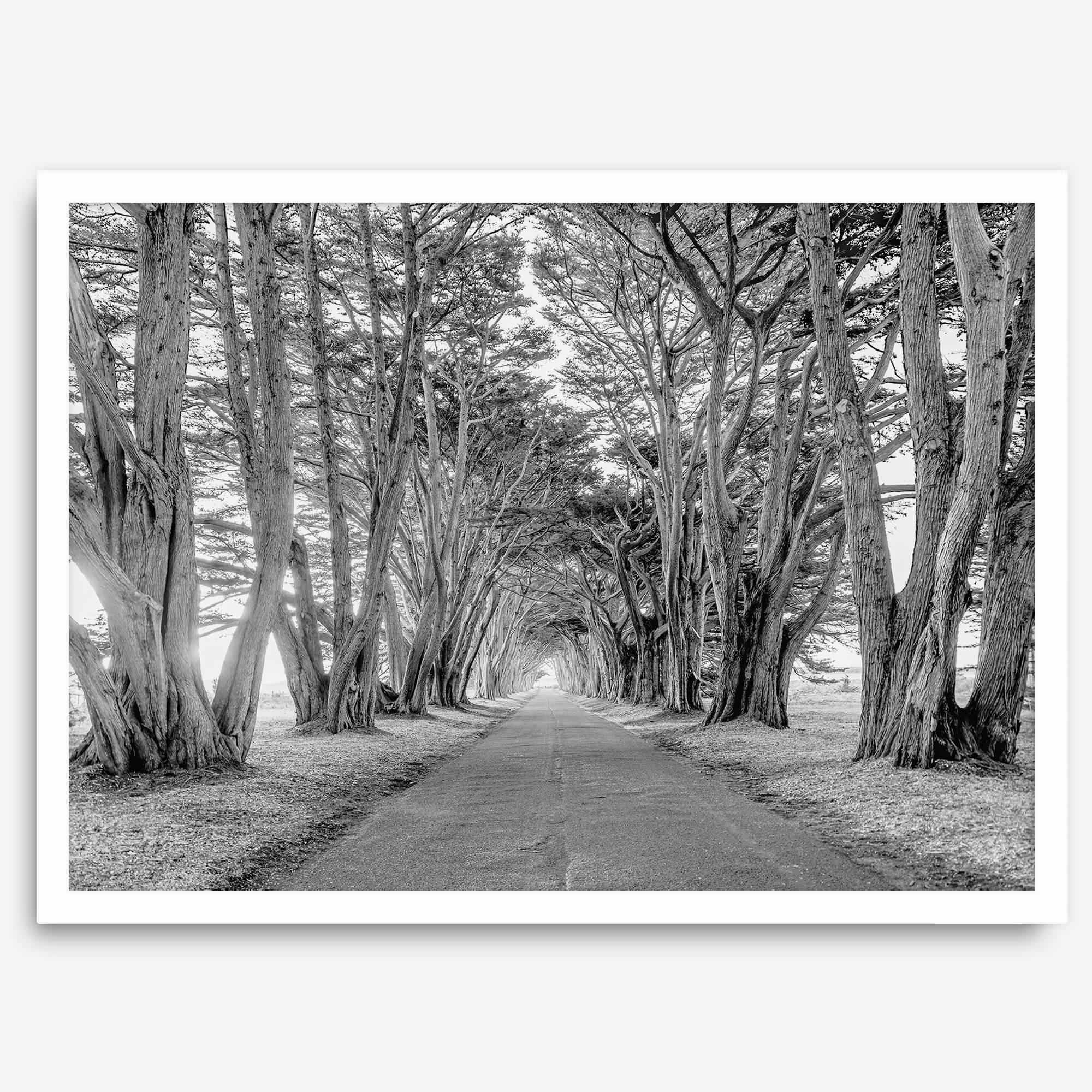 A fine art unframed or framed black and white coastal print of a breathtaking cypress tree tunnel in Point Reyes, California, near San Francisco.