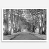 A fine art unframed or framed black and white coastal print of a breathtaking cypress tree tunnel in Point Reyes, California, near San Francisco.