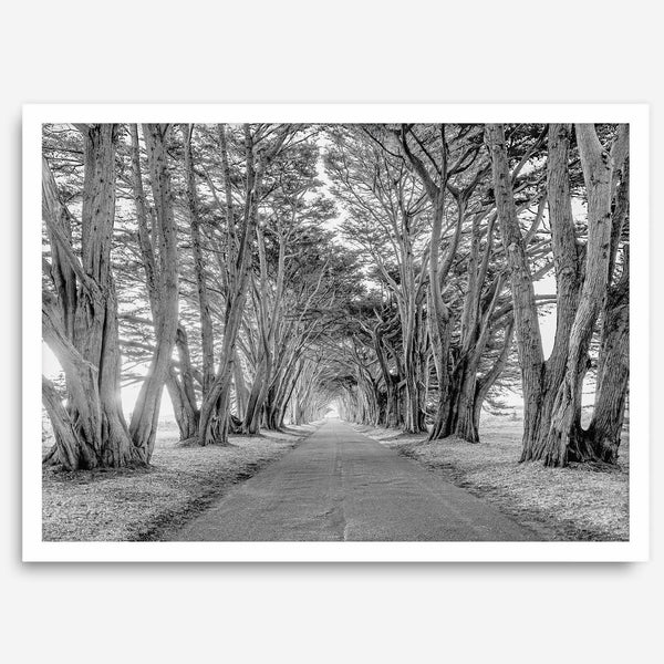 A fine art unframed or framed black and white coastal print of a breathtaking cypress tree tunnel in Point Reyes, California, near San Francisco.