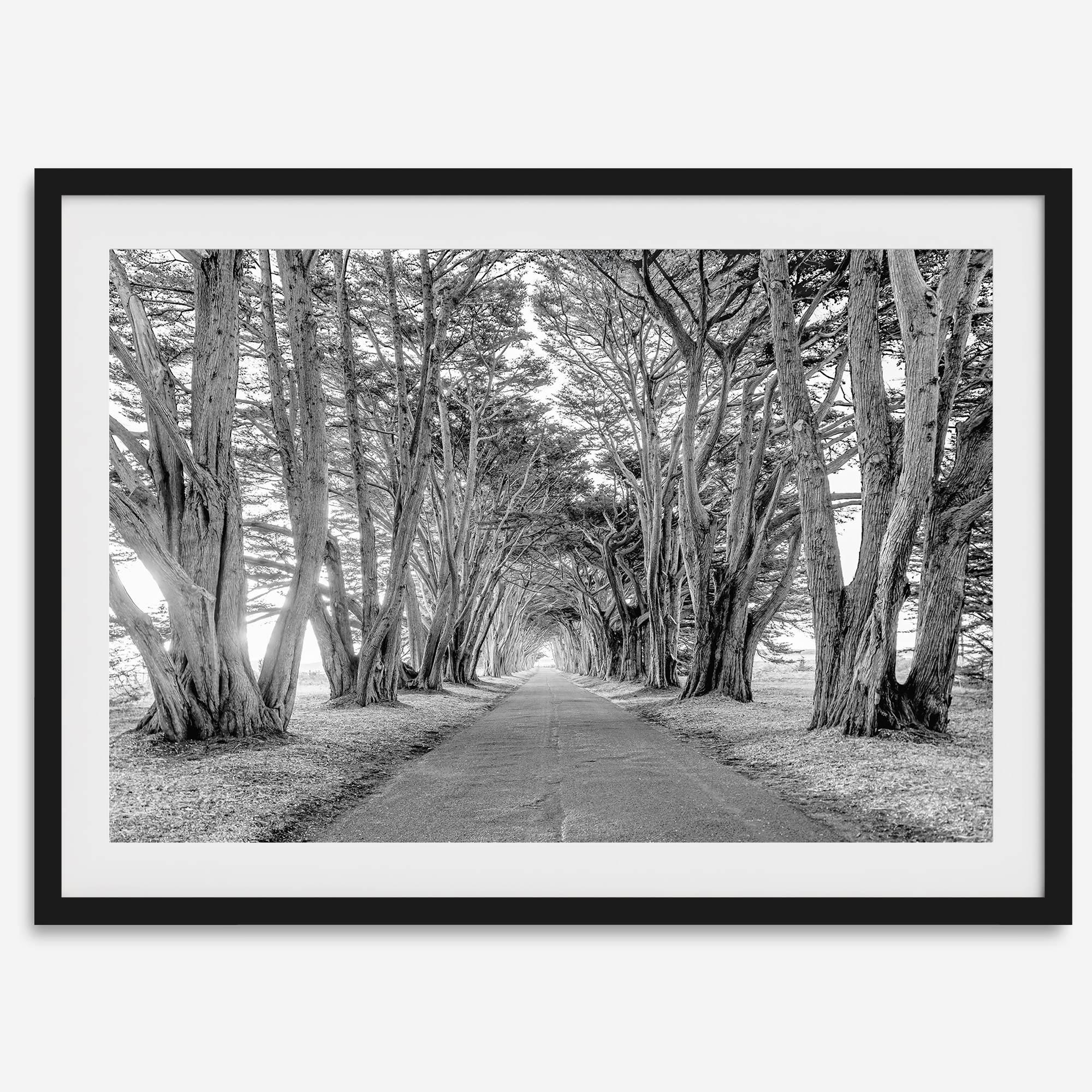 A fine art unframed or framed black and white coastal print of a breathtaking cypress tree tunnel in Point Reyes, California, near San Francisco.