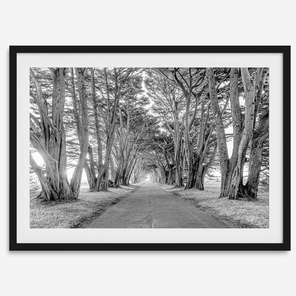 A fine art unframed or framed black and white coastal print of a breathtaking cypress tree tunnel in Point Reyes, California, near San Francisco.