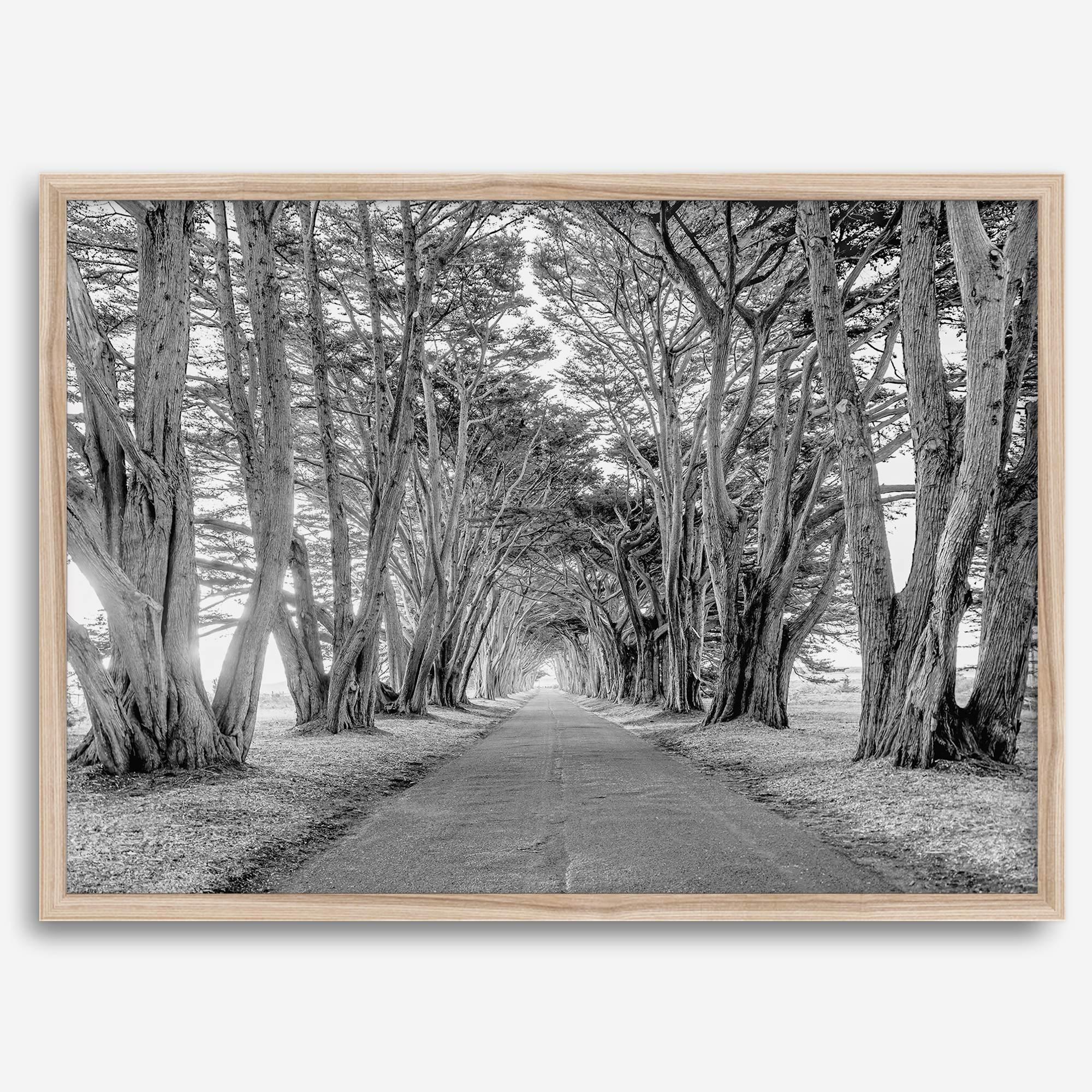A fine art unframed or framed black and white coastal print of a breathtaking cypress tree tunnel in Point Reyes, California, near San Francisco.