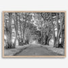 A fine art unframed or framed black and white coastal print of a breathtaking cypress tree tunnel in Point Reyes, California, near San Francisco.