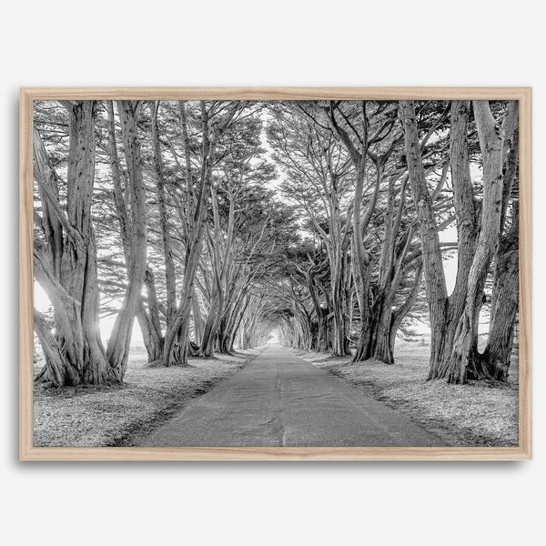 A fine art unframed or framed black and white coastal print of a breathtaking cypress tree tunnel in Point Reyes, California, near San Francisco.