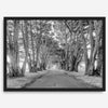 A fine art unframed or framed black and white coastal print of a breathtaking cypress tree tunnel in Point Reyes, California, near San Francisco.