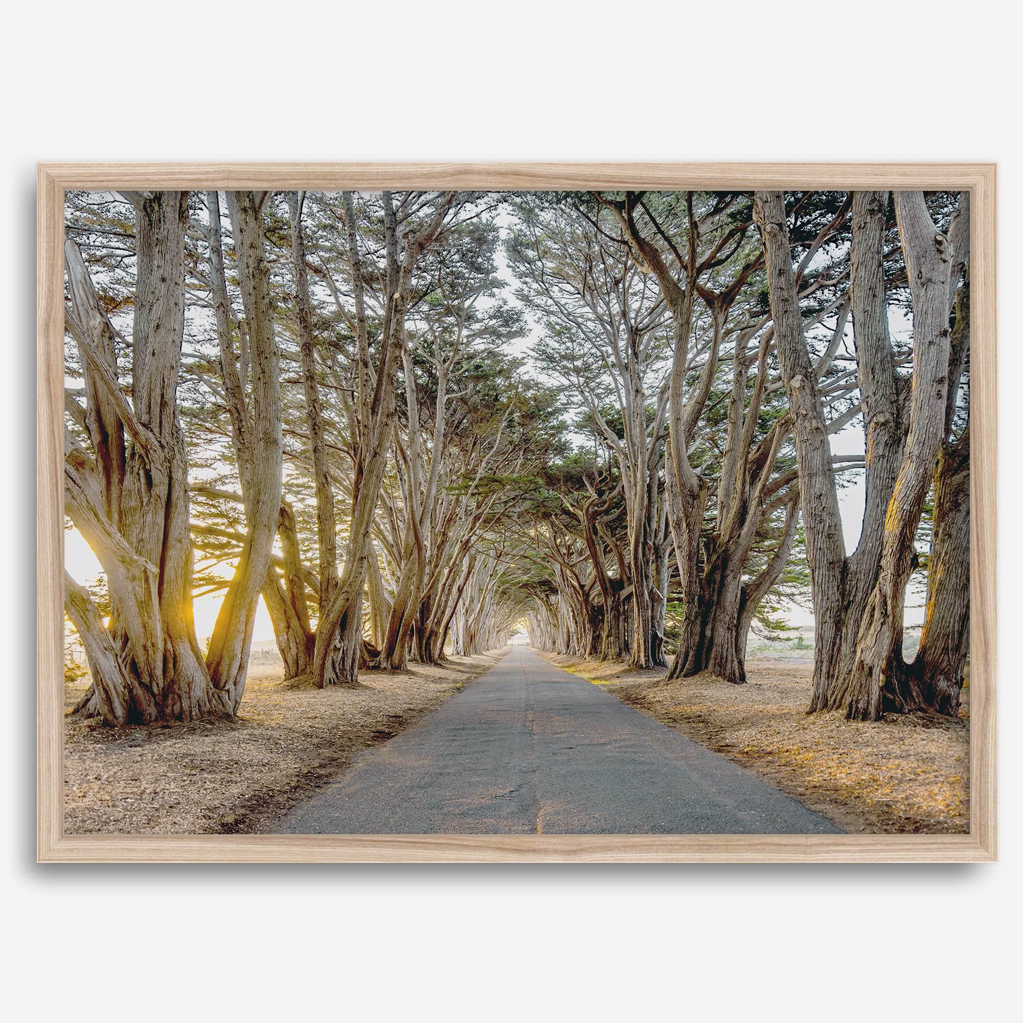 A fine art unframed or framed or unframed coastal print of a breathtaking cypress tree tunnel in Point Reyes, California, near San Francisco.