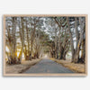 A fine art unframed or framed or unframed coastal print of a breathtaking cypress tree tunnel in Point Reyes, California, near San Francisco.