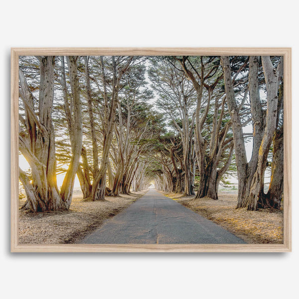 A fine art unframed or framed or unframed coastal print of a breathtaking cypress tree tunnel in Point Reyes, California, near San Francisco.