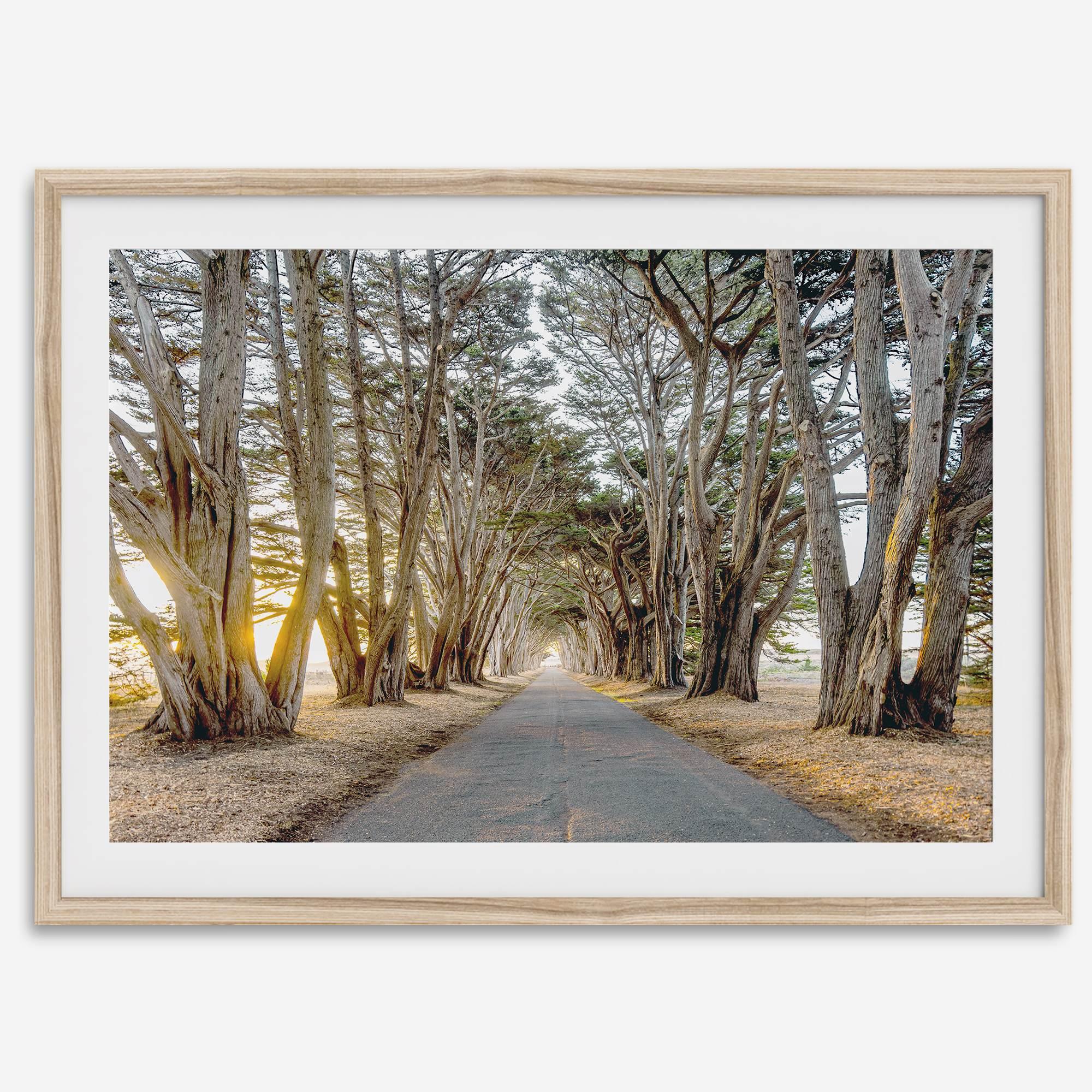 A fine art unframed or framed or unframed coastal print of a breathtaking cypress tree tunnel in Point Reyes, California, near San Francisco.